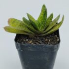 Gasteria Brachyphylla Var.