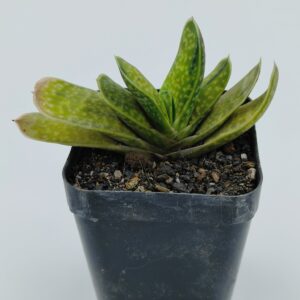 Gasteria Brachyphylla Var.