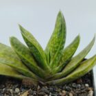 Gasteria Brachyphylla Var.