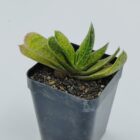 Gasteria Brachyphylla Var.