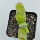 Gasteria Brachyphylla Var.
