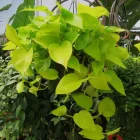 Golden Money Plant