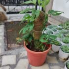 Monstera Adansonii Aka Swiss chinese plant