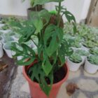 Monstera Adansonii Aka Swiss chinese plant
