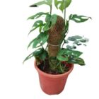 Monstera Adansonii Aka Swiss chinese plant