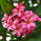 Plumeria pixie Champa plant