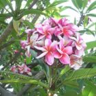 Plumeria pixie Champa plant