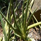 Sansevieria pearsonii