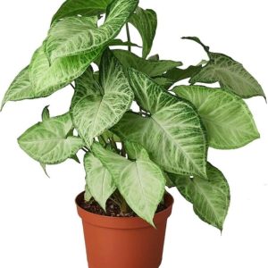 Syngonium Podophyllum