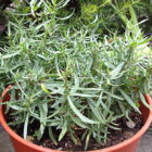 Tarragon Artemisia Dracunculus Seeds