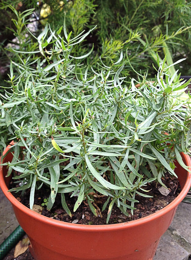 Tarragon Artemisia Dracunculus Seeds Tarragon Artemisia Dracunculus Seeds
