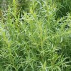 Tarragon Artemisia Dracunculus Seeds