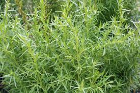 Tarragon Artemisia Dracunculus Seeds