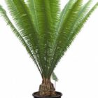 Dioon Spinulosum Cycad