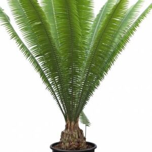 Dioon Spinulosum Cycad