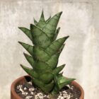 Sansevieria Hybrid Pagoda