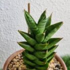 Sansevieria Hybrid Pagoda