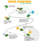 Seed Sowing Instructions