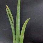 Sansevieria pearsonii