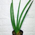 Sansevieria pearsonii