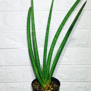 Sansevieria pearsonii