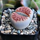 Lithops The Living Stone Plant : Pebble plant : Succulent