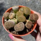 Lithops The Living Stone Plant : Pebble plant : Succulent