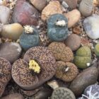 Lithops The Living Stone Plant : Pebble plant : Succulent