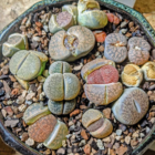 Lithops The Living Stone Plant : Pebble plant : Succulent