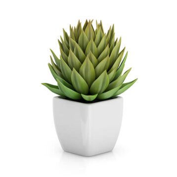 Garden America Squash Seeds