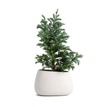 High mowing Vegetable Garden Seeds