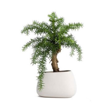 Ferry Morse Large Vegetable Garden Set