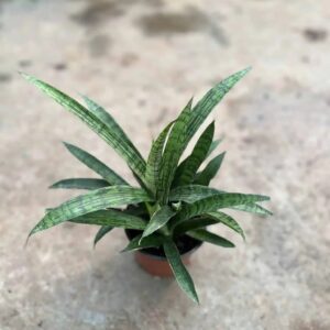 Variegated snake plant with striking green and dark striped leaves, ideal for indoor succulent collectors.