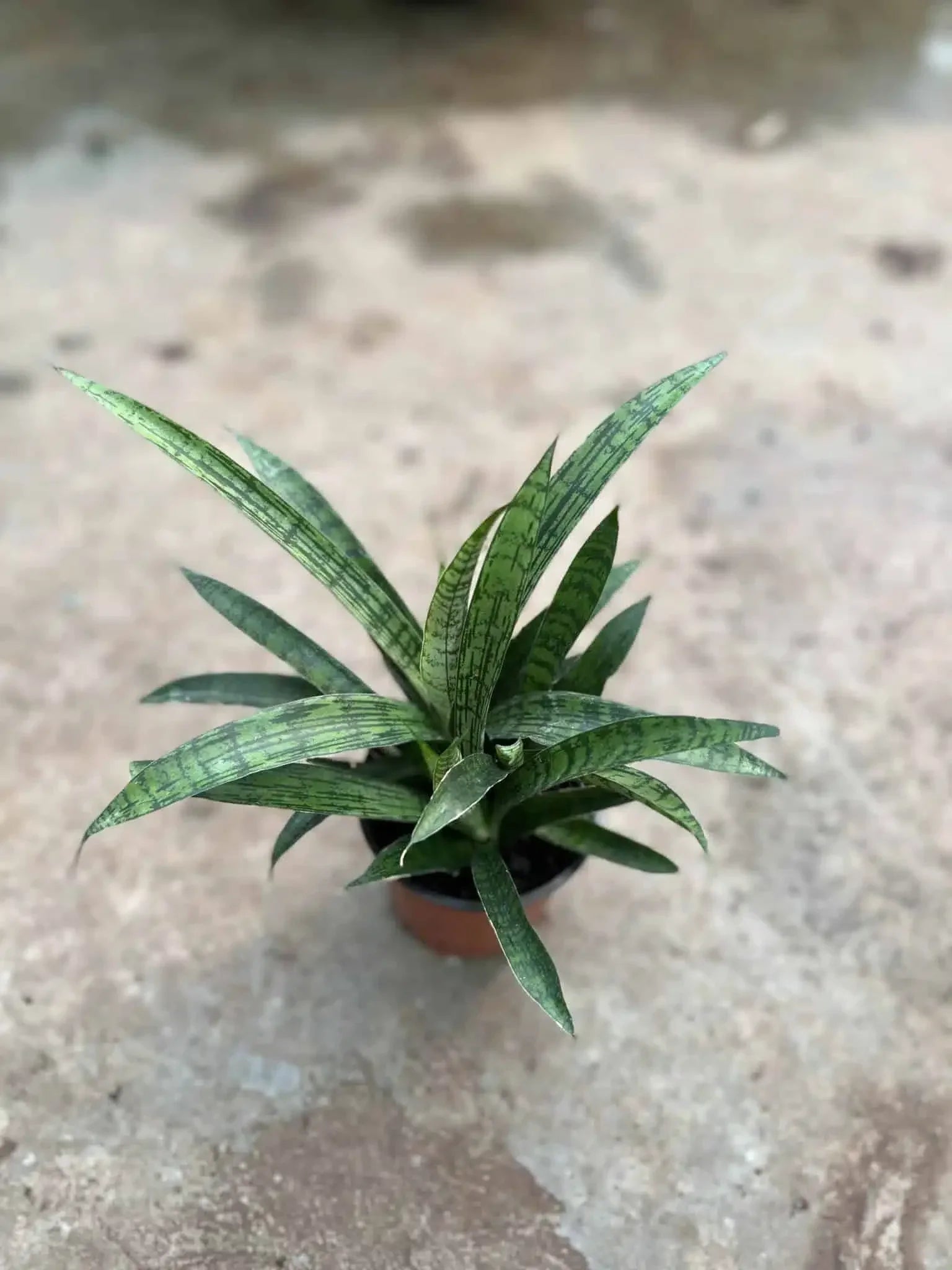 Variegated snake plant with striking green and dark striped leaves, ideal for indoor succulent collectors.