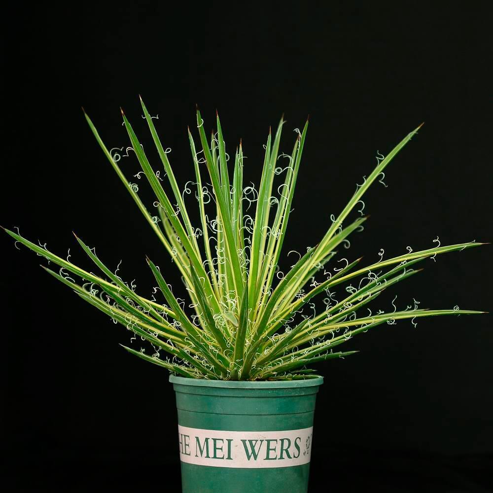 Variegated agave with curly leaf edges in green pot, ideal for collectors