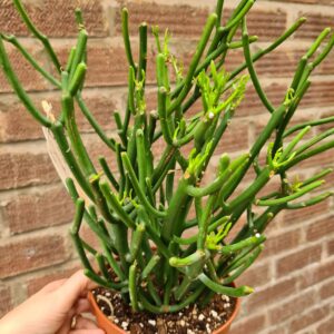 Green succulent plant with branching stems in terracotta pot against brick wall