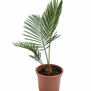 Potted cycad plant with lush green fronds, ideal for indoor or outdoor tropical gardens