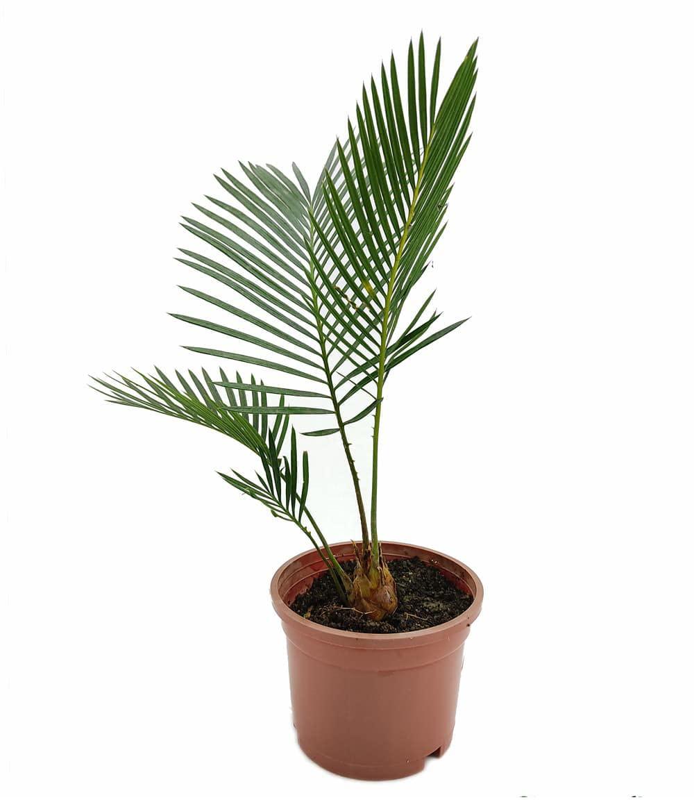 Potted cycad plant with lush green fronds, ideal for indoor or outdoor tropical gardens