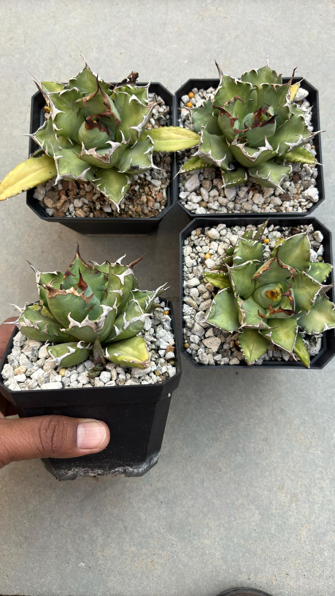 Rare variegated agave succulents in black pots with gravel, ideal for collectors
