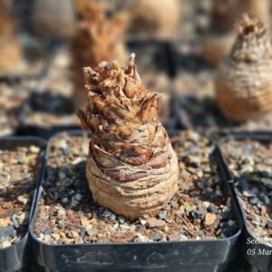 Cycas siamensis