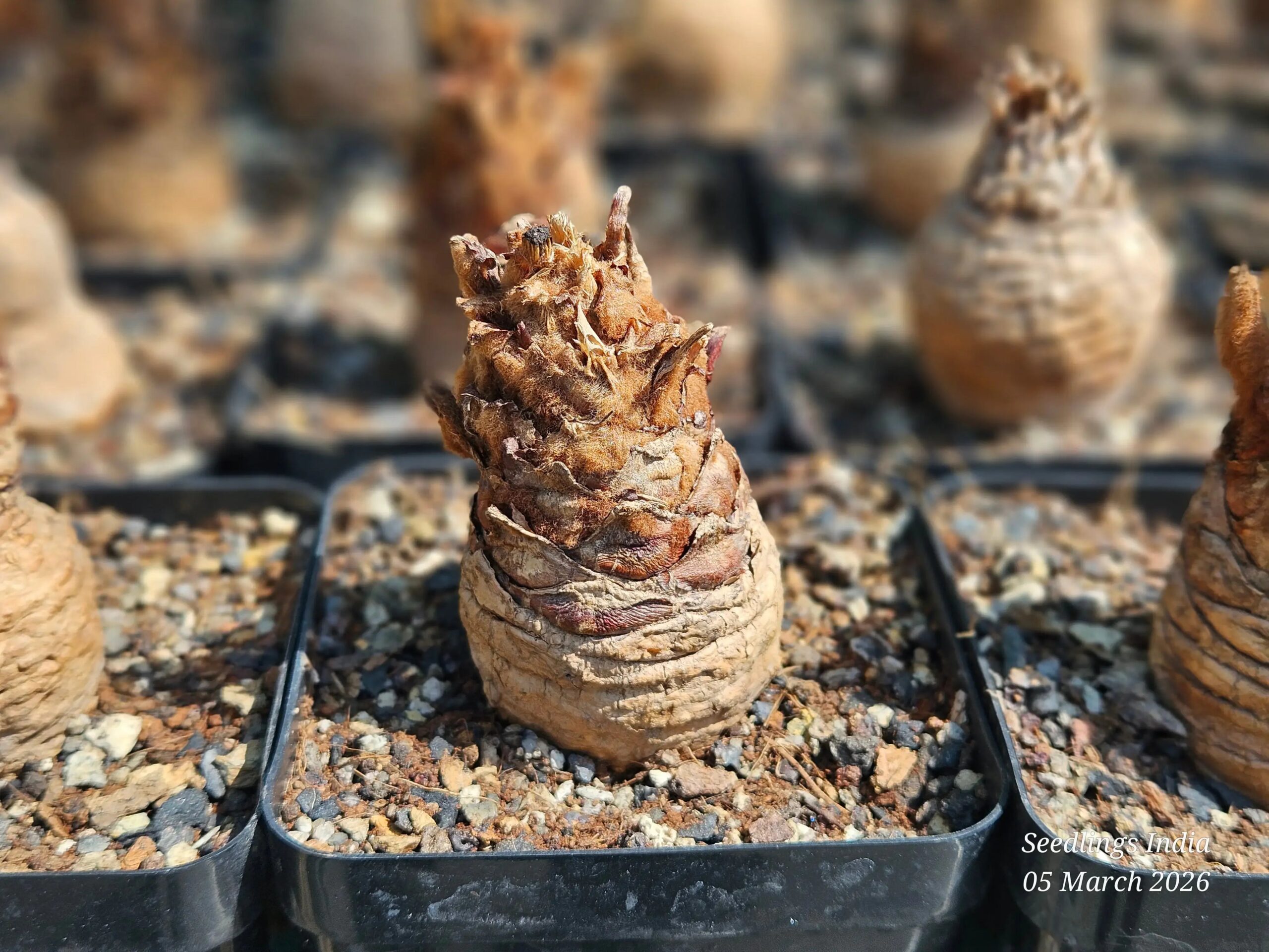 Cycas siamensis