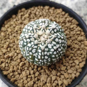 Variegated succulent with white spots in a black pot, ideal for collectors