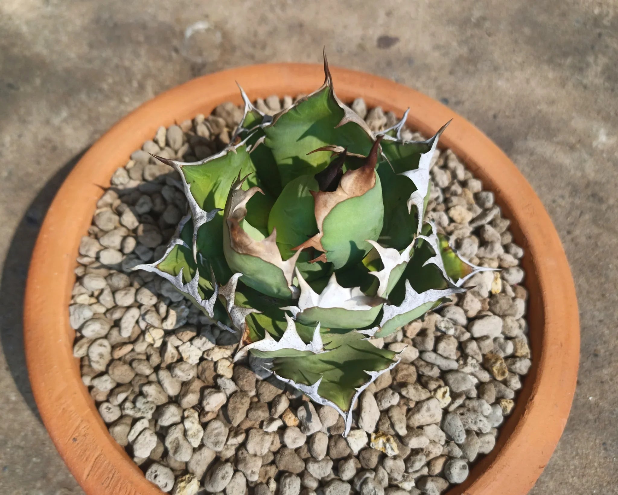 Variegated agave succulent with spiky leaves in terracotta pot, ideal for collectors