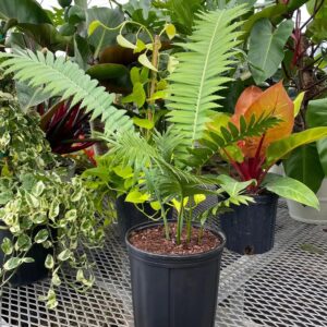 Rare exotic agave and succulent plants in a greenhouse setting, perfect for collectors