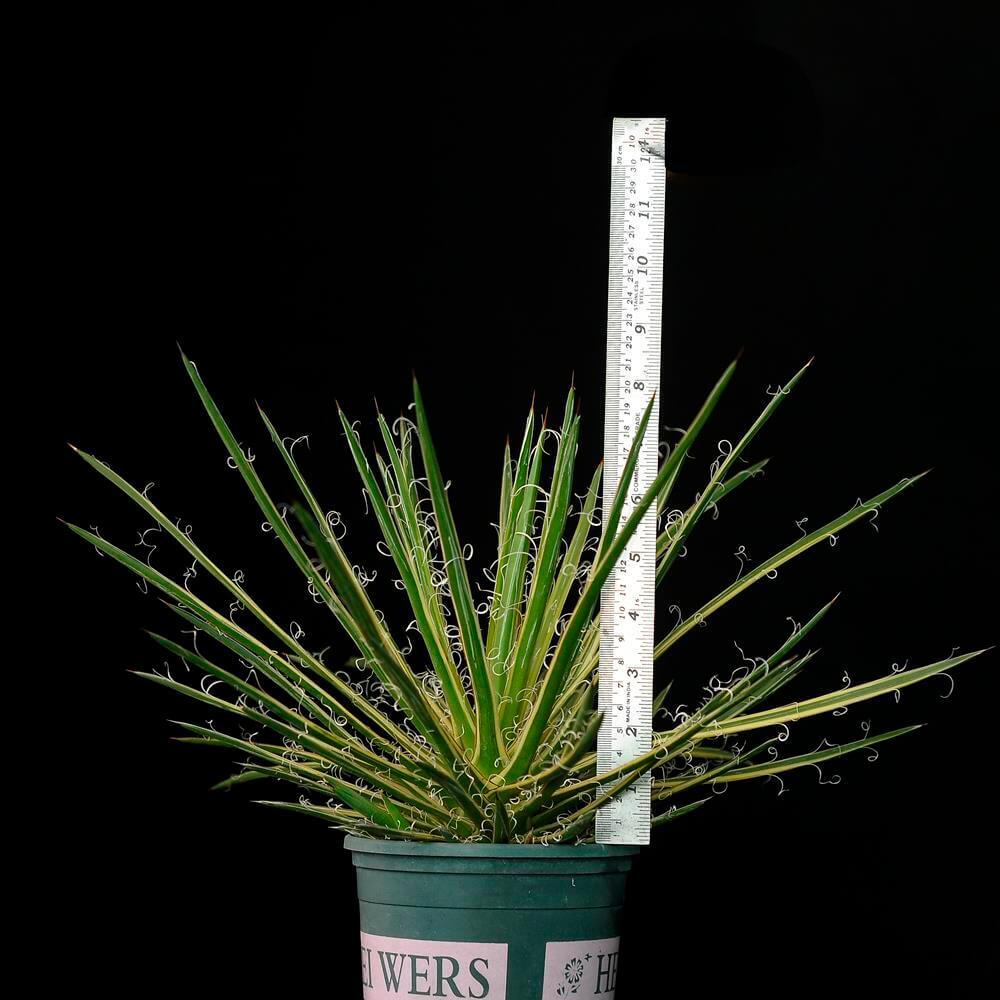 Variegated agave with curly leaf edges, potted and measured against ruler, ideal for collectors.