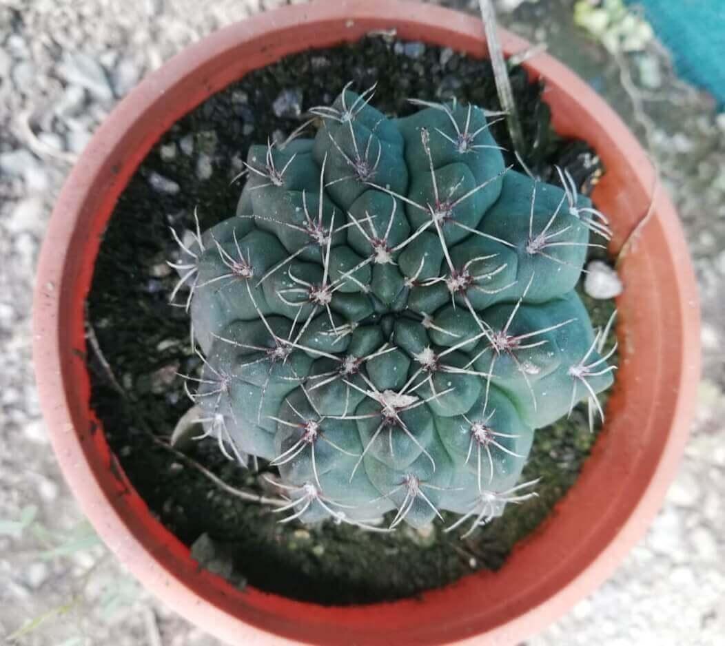 Green cactus with white spines in terracotta pot, ideal for succulent collectors