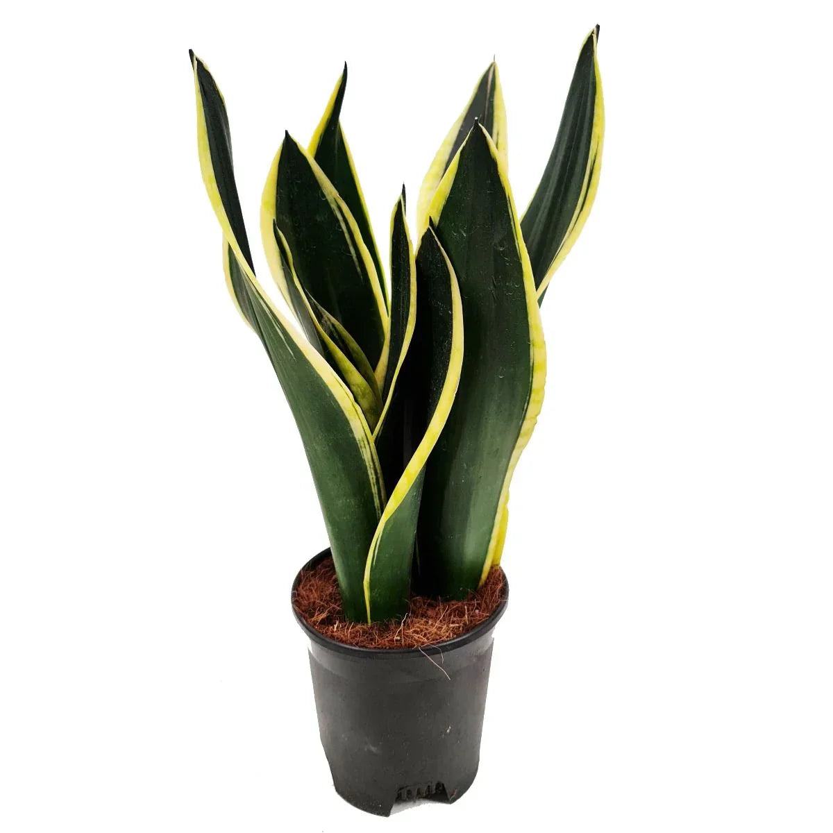 Variegated snake plant with green and yellow leaves in a black pot, ideal for indoor decor