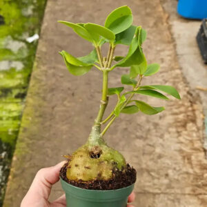 Rare succulent plant with bulbous base, vibrant green leaves, ideal for collectors