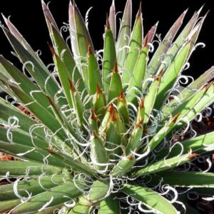 Rare variegated agave with curly white filaments and sharp green leaves for collectors