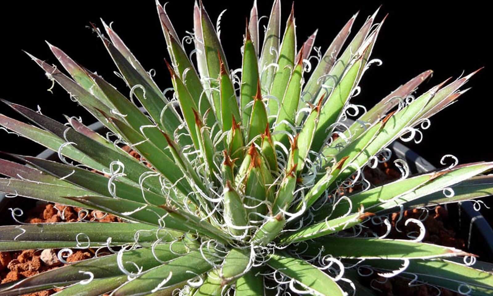 Rare variegated agave with curly white filaments and sharp green leaves for collectors